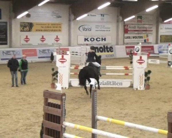 Hallenspringturnier in Borken 2013