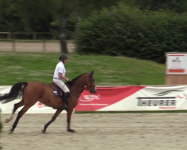 Reitturnier Westergellersen 2024