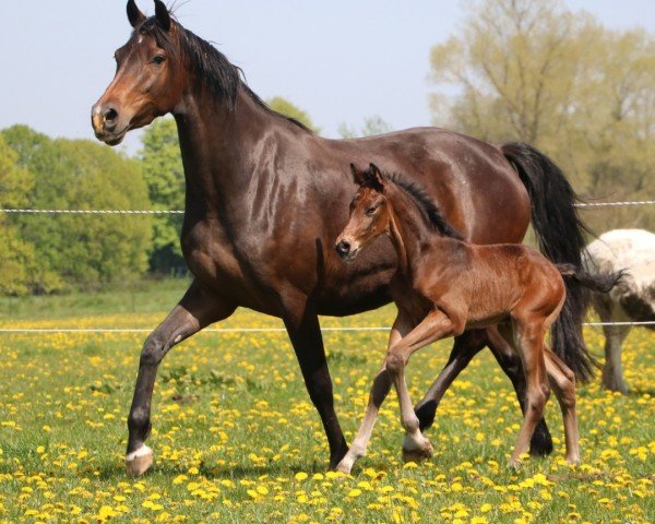 Pferd Danger Zone S (Holsteiner, 2024, von Dourkhan Hero Z)