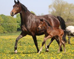 Pferd Danger Zone S (Holsteiner, 2024, von Dourkhan Hero Z)