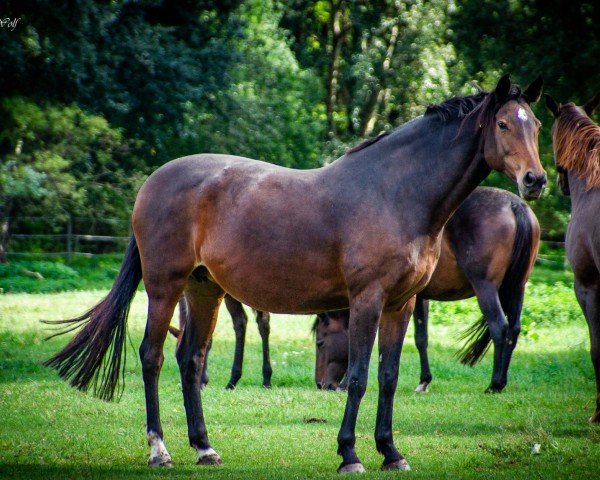 broodmare Charming Bluebell (Holsteiner, 2010, from Con Spirito R)