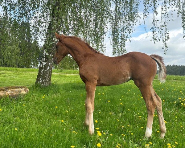 horse Hengst von Escaneno / Con Spirito (Oldenburg, 2023, from Escaneno)