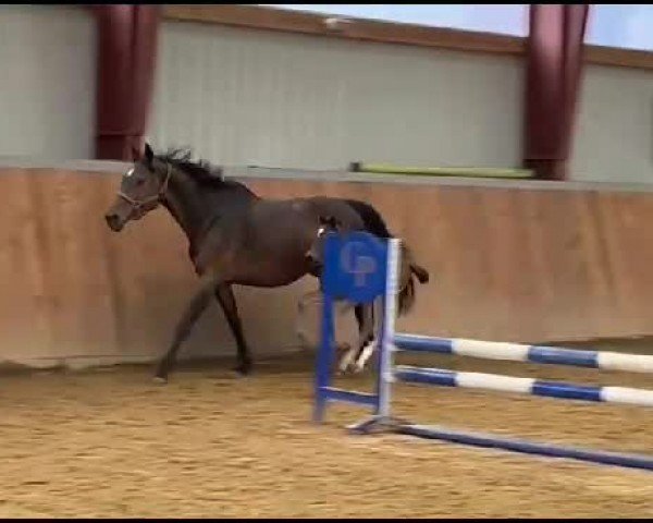 Video of Hengst von Escaneno / Con Spirito
