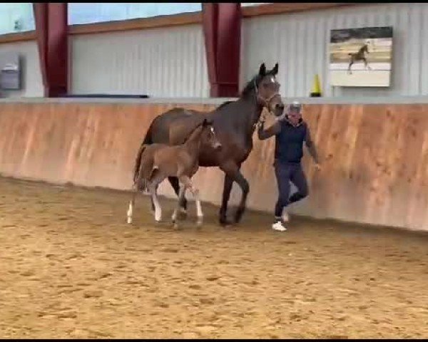 Video of Hengst von Escaneno / Con Spirito