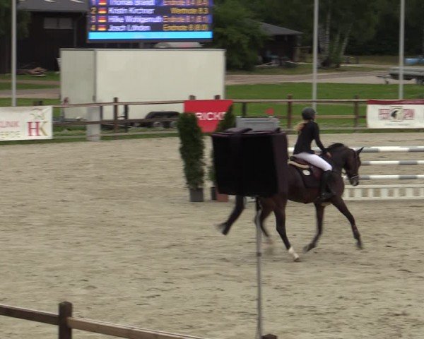 Reitturnier Westergellersen 2024