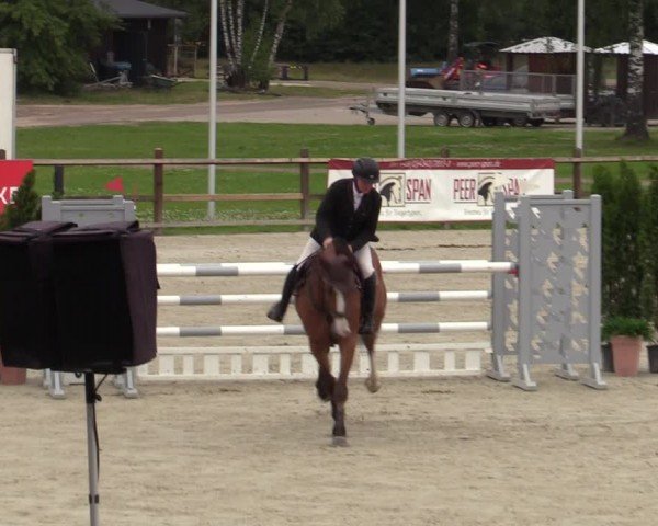 Reitturnier Westergellersen 2024