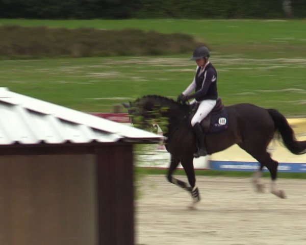 Reitturnier Westergellersen 2024