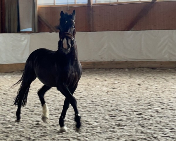 stallion Bertie (Connemara Pony, 2011, from Ashfield Festy)