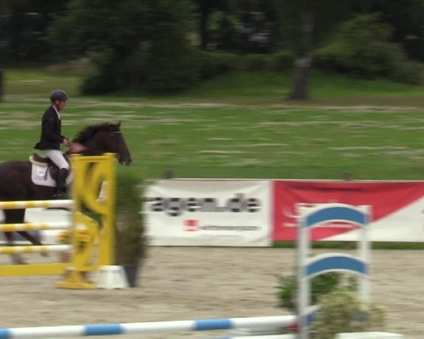 Reitturnier Westergellersen 2024