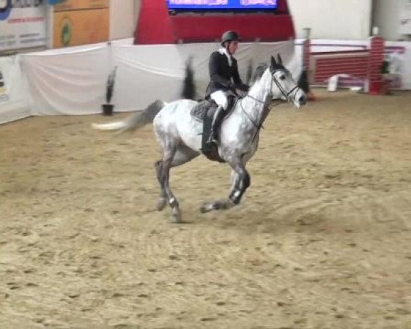 Hallenspringturnier in Borken 2013