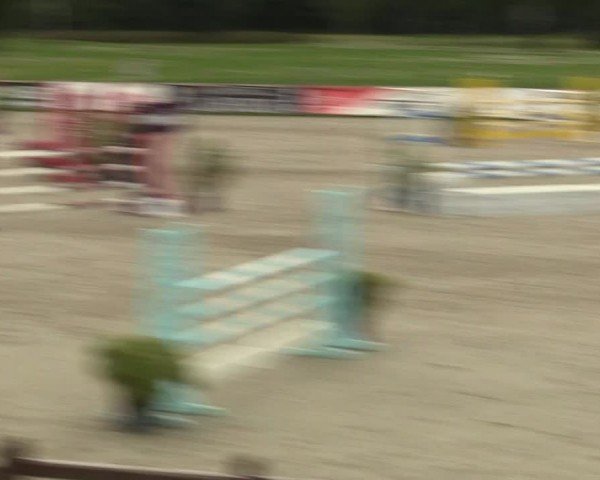 Reitturnier Westergellersen 2024