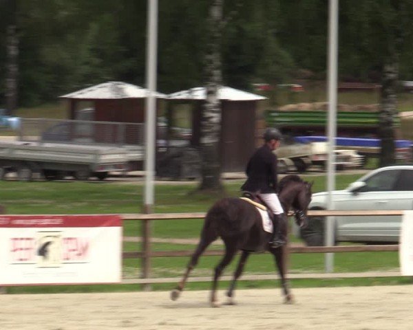 Reitturnier Westergellersen 2024