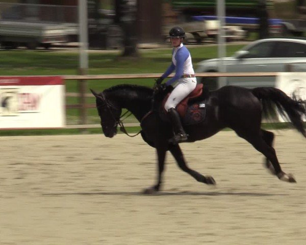 Reitturnier Westergellersen 2024