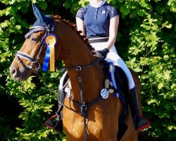 dressage horse Dolcevita 5 (Hanoverian, 2004, from Don Frederico)