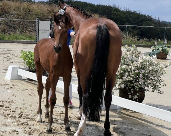 horse Calida Little's Love DO (Westphalian, 2024, from Con Touch RS)