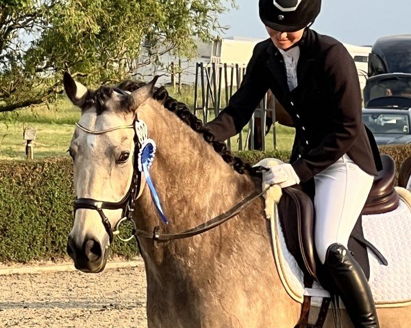 dressage horse Terra Nova Manly (Nederlands Welsh Ridepony, 2009, from Heitrak's Marvin)