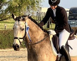dressage horse Terra Nova Manly (Nederlands Welsh Ridepony, 2009, from Heitrak's Marvin)