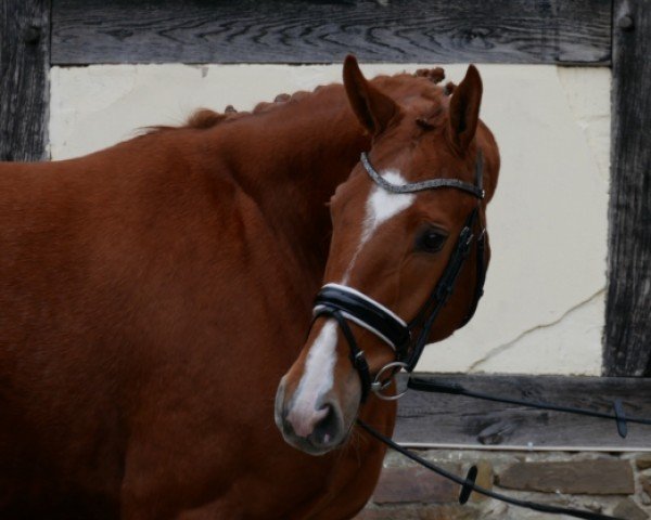 jumper Cash 241 (Oldenburg, 2016, from Chaccato)