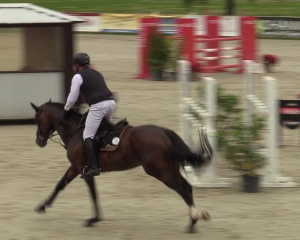 Reitturnier Westergellersen 2024