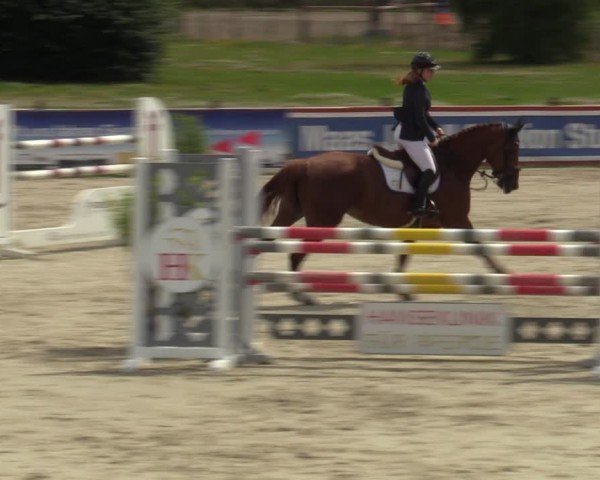 Reitturnier Westergellersen 2024