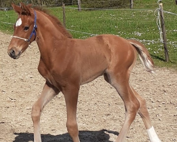 horse Ceour de la Fleur (Oldenburg, 2023, from Coeur Rouge)