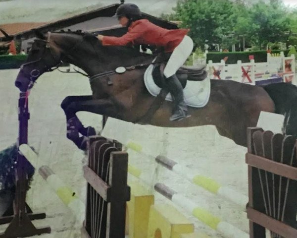 dressage horse Orion (KWPN (Royal Dutch Sporthorse), 1996, from Animo)