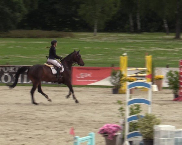 Reitturnier Westergellersen 2024