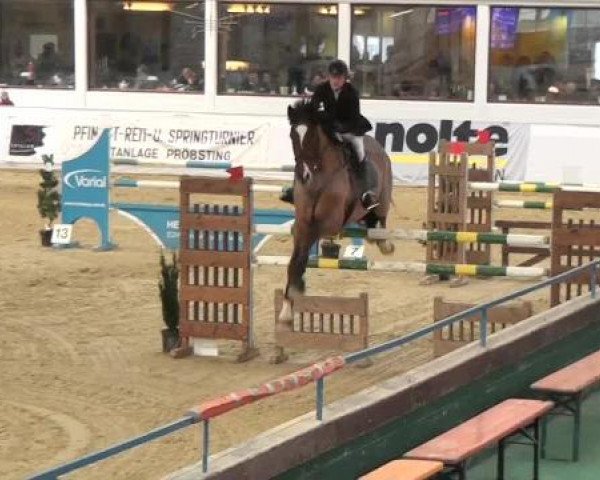 Hallenspringturnier in Borken 2013