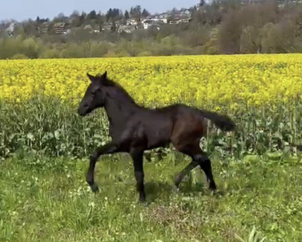 horse Stute von Escaneno / Cavallieri xx (Westphalian, 2023, from Escaneno)