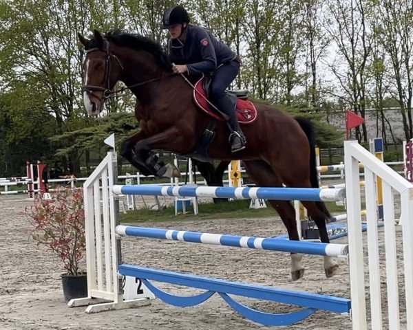 horse Quintobra For Pleasure x Numero Uno (Belgian Warmblood, 2016, from For Pleasure)
