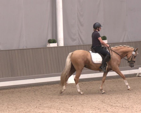 Westfälische Stutenleistungsprüfung Münster-Handorf 2024