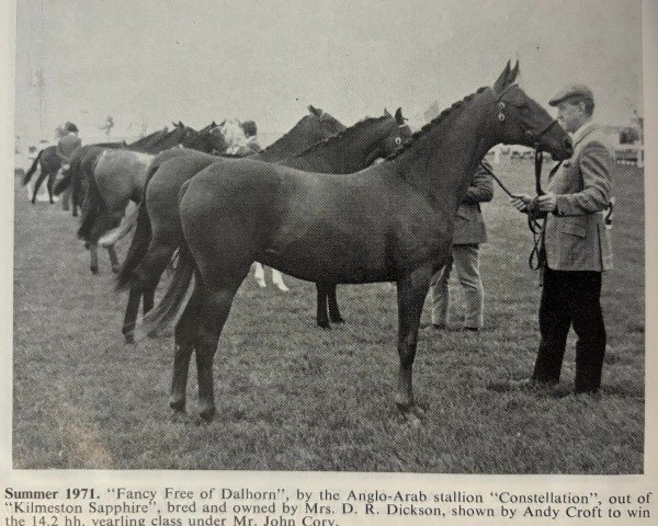 horse Fancy Free of Dalhorn (British Sport Horse, 1970, from Gaulden Constellation AA)