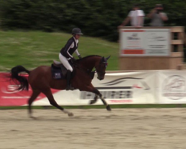 Reitturnier Westergellersen 2024