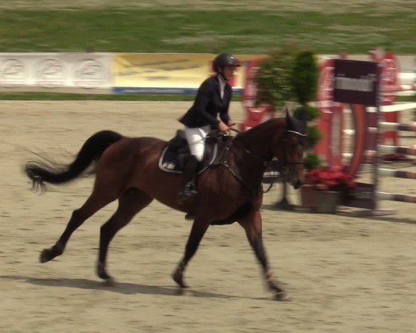 Reitturnier Westergellersen 2024