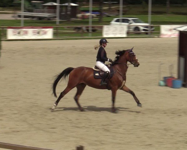 Reitturnier Westergellersen 2024