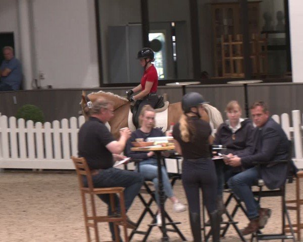 Westfälische Stutenleistungsprüfung Münster-Handorf 2024