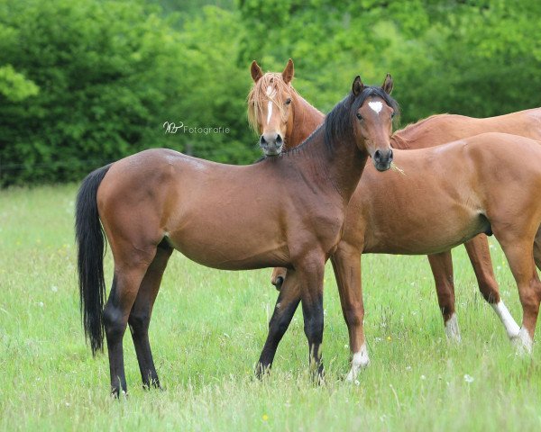 horse Helios LR (German Riding Pony, 2013, from Halifax)