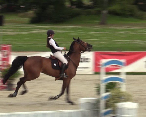 Reitturnier Westergellersen 2024