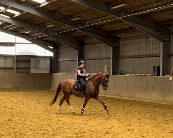 horse Umberto (Westphalian, 2012, from Un Amore)