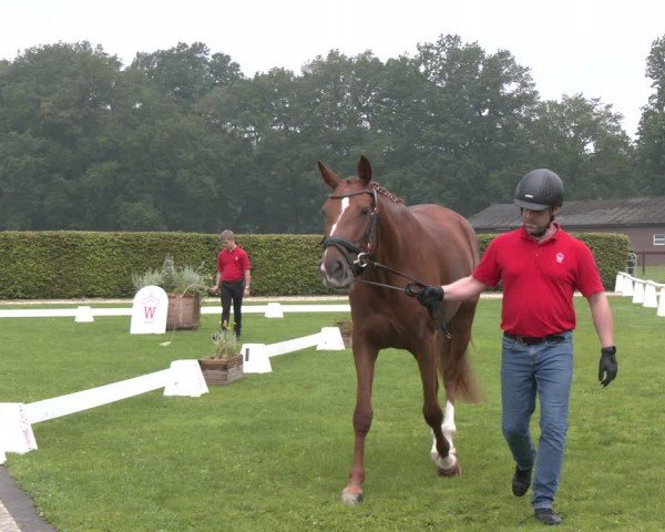 Westfälische Stutenleistungsprüfung Münster-Handorf 2024