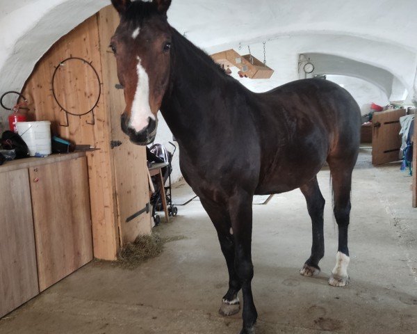 horse Gioya 5 (Bavarian, 2006, from Contifax)
