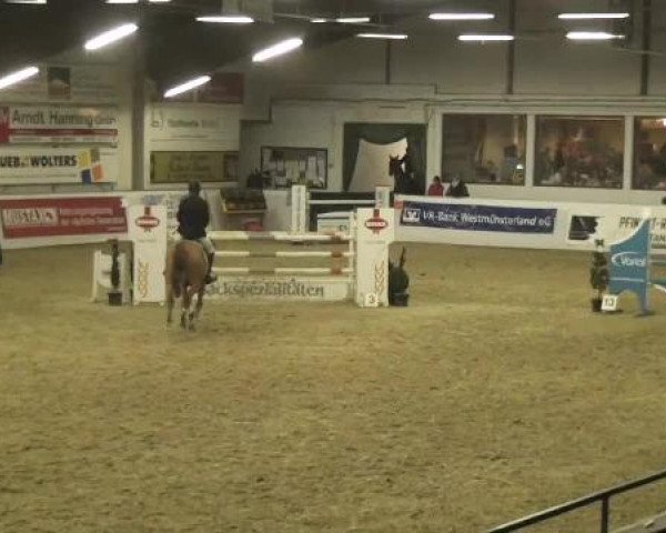 Hallenspringturnier in Borken 2013