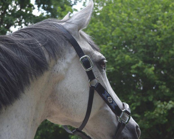 horse Gloria (KWPN (Royal Dutch Sporthorse), 2011, from Quality Time)