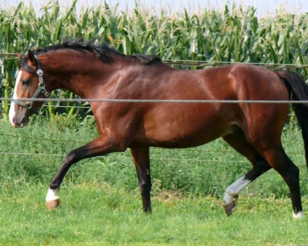horse A.P. Koh-J-Noor (German Riding Pony, 2004, from Leuth Koriolan)