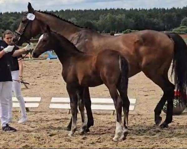 broodmare Bonaventura (Mecklenburg, 2024, from Balou's Bonanza P)