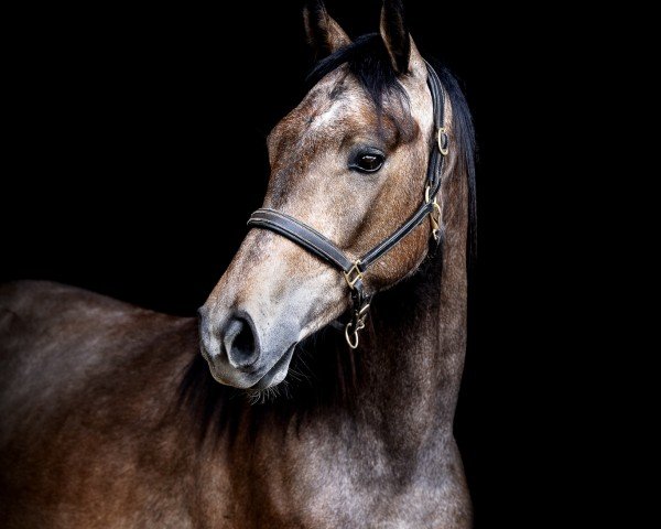 Pferd Callynero (Westfale, 2022, von Capistrano 2)