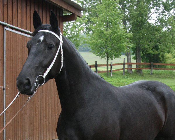 broodmare Ashley M (Alt-Oldenburger / Ostfriesen, 2010, from Epomeo)