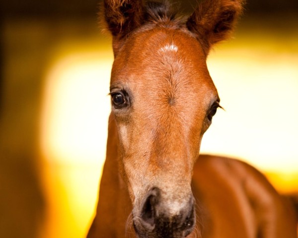 horse Es war Einmal (Westphalian, 2024, from Escolar)