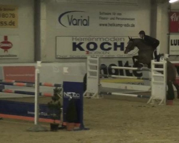 Hallenspringturnier in Borken 2013
