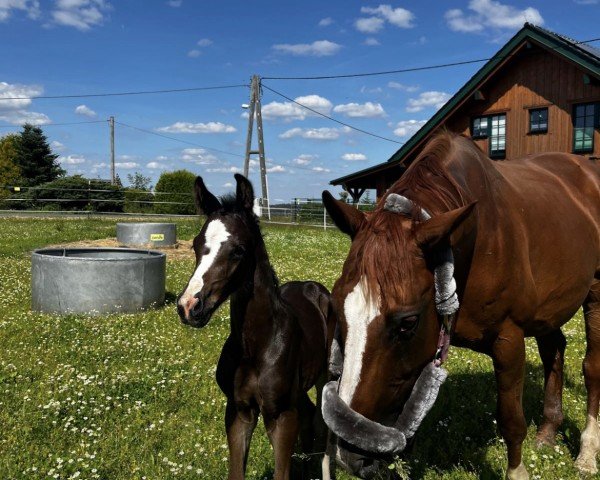 horse Diamant (German Warmblood,  , from Duplexx)